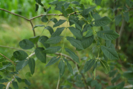 Fraxinus excelsiorEs bestellen